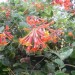 Coral Honeysuckle